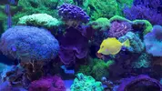 [TodoMarino.com] Desmonte en Pamplona (peces)