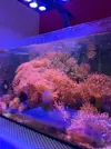 [TodoMarino.com] Vendo varias Entacmaea quadricolor (anémona burbuja)