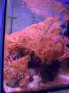 [TodoMarino.com] Vendo varias Entacmaea quadricolor (anémona burbuja)