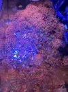 [TodoMarino.com] Vendo varias Entacmaea quadricolor (anémona burbuja)