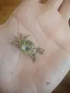 [TodoMarino.com] Muda o cangrejo esmeralda muerto?