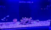 [TodoMarino.com] Reef island 2.0