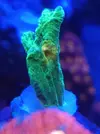 [TodoMarino.com] Vendo esquejes 3cm pectinia sapace invader