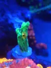 [TodoMarino.com] Vendo esquejes 3cm pectinia sapace invader