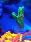 [TodoMarino.com] Vendo esquejes 3cm pectinia sapace invader