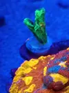 [TodoMarino.com] Vendo esquejes 3cm pectinia sapace invader