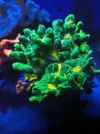 [TodoMarino.com] Vendo esquejes 3cm pectinia sapace invader