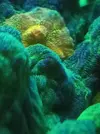 [TodoMarino.com] Vendo esquejes 3cm pectinia sapace invader