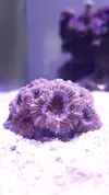 [TodoMarino.com] Acantastrea Vicalvaro