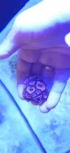 [TodoMarino.com] Acantastrea Vicalvaro