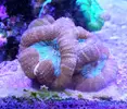 [TodoMarino.com] Acropora, lobophyllia y valida