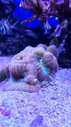 [TodoMarino.com] Acropora, lobophyllia y valida