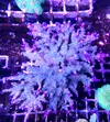 [TodoMarino.com] Acropora, lobophyllia y valida