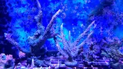 [TodoMarino.com] Acropora, lobophyllia y valida