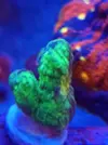 [TodoMarino.com] Vendo esquejes 4 cm pectinia sapace invader