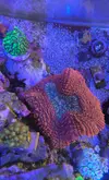 [TodoMarino.com] Lobophyllia ultra
