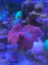[TodoMarino.com] Lobophyllia ultra