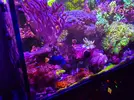 [TodoMarino.com] RedSea Reef 250 + Sump