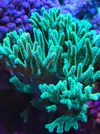 [TodoMarino.com] RedSea Reef 250 + Sump