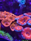 [TodoMarino.com] RedSea Reef 250 + Sump