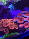 [TodoMarino.com] RedSea Reef 250 + Sump
