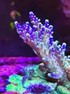 [TodoMarino.com] RedSea Reef 250 + Sump