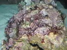 [TodoMarino.com] Red Sea Max 250 RLJ