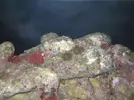 [TodoMarino.com] Red Sea Max 250 RLJ