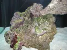 [TodoMarino.com] Red Sea Max 250 RLJ
