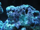 [TodoMarino.com] Red Sea Max 250 RLJ