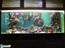 [TodoMarino.com] os presento mi acuario