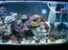 [TodoMarino.com] Mi acuario