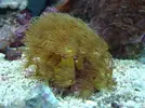 [TodoMarino.com] Mi acuario