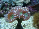 [TodoMarino.com] Mi acuario