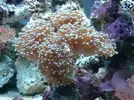 [TodoMarino.com] Mi acuario