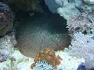 [TodoMarino.com] Mi acuario