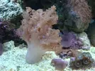 [TodoMarino.com] Mi acuario