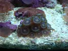 [TodoMarino.com] Mi acuario
