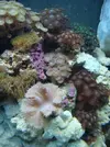 [TodoMarino.com] Mi acuario