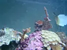 [TodoMarino.com] Mi acuario