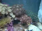 [TodoMarino.com] Mi acuario