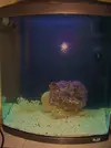 [TodoMarino.com] mini reef 130L Blau, arrancando que es gerundio