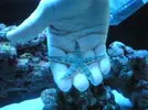 [TodoMarino.com] Red Sea Max 250 RLJ