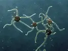[TodoMarino.com] aparecieron estrellas de mar en mi acuario???