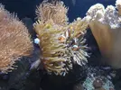 [TodoMarino.com] Unas fotos de mi acuario
