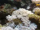 [TodoMarino.com] Unas fotos de mi acuario
