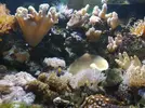 [TodoMarino.com] Unas fotos de mi acuario