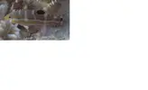 [TodoMarino.com] Que Pez Es Este?