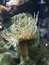 [TodoMarino.com] Unas fotos de mi acuario