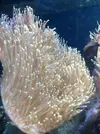 [TodoMarino.com] Unas fotos de mi acuario
